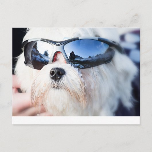 Cute Maltese Dog Briefkaart (Voorkant)