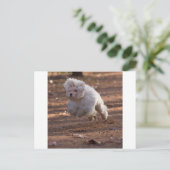 Cute Maltese Dog Briefkaart (Staand voorkant)