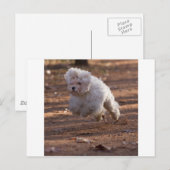 Cute Maltese Dog Briefkaart (Voorkant / Achterkant)