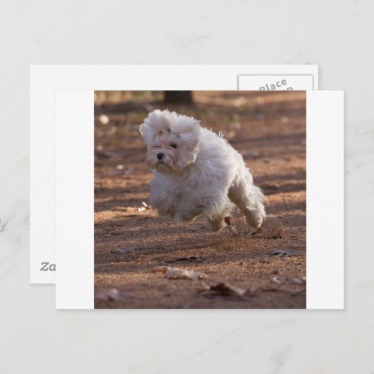 Cute Maltese Dog Briefkaart (Voorkant / Achterkant)