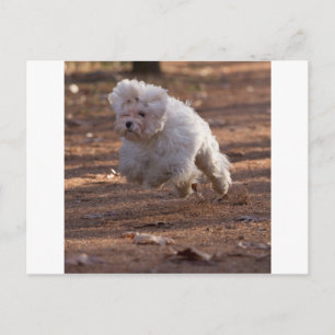 Cute Maltese Dog Briefkaart