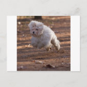 Cute Maltese Dog Briefkaart (Voorkant)