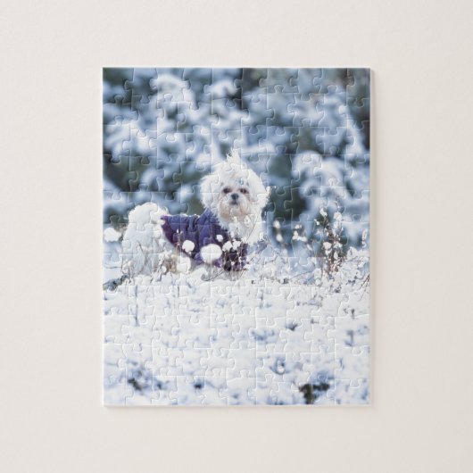 Cute Maltese Dog Legpuzzel (Verticaal)
