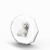 Cute Maltese Dog Sitting Puppy Fotoblokken (Rechts)