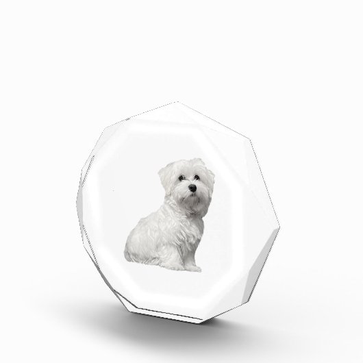 Cute Maltese Dog Sitting Puppy Fotoblokken (Rechts)