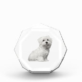 Cute Maltese Dog Sitting Puppy Fotoblokken (Voorkant)