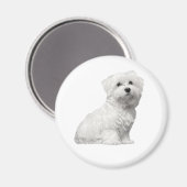 Cute Maltese Dog Sitting Puppy Magneet (Voorkant / Achterkant)