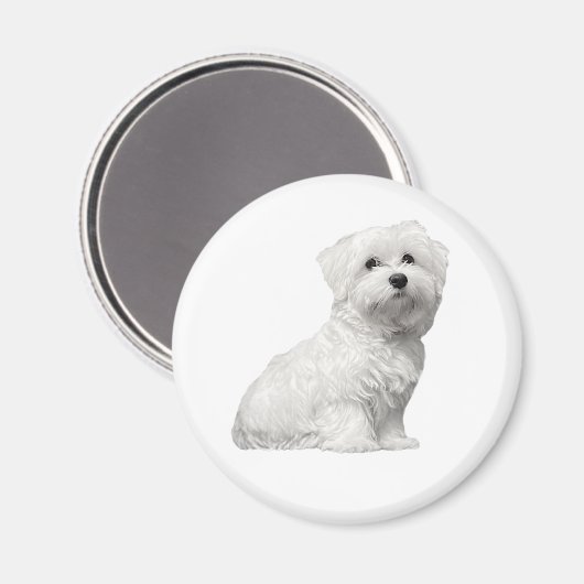 Cute Maltese Dog Sitting Puppy Magneet (Voorkant / Achterkant)
