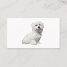Cute Maltese Dog Sitting Puppy