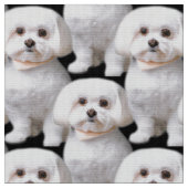 Cute Maltese Dog Stof (Close Up)