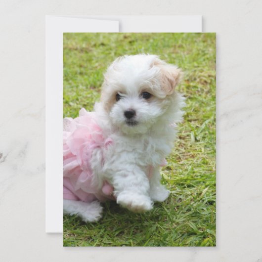 Cute Maltese poodle Invitation Card Kaart (Voorkant)