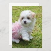 Cute Maltese poodle Invitation Card Kaart (Voorkant / Achterkant)