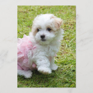 Cute Maltese poodle Invitation Card Kaart