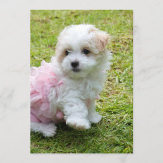 Cute Maltese poodle Invitation Card Kaart