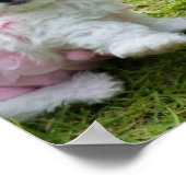 Cute Maltese Poster (Hoek)