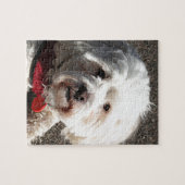 Cute Maltese Shih Tzu dog Legpuzzel (Horizontaal)