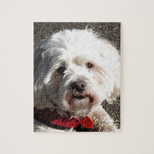 Cute Maltese Shih Tzu dog Legpuzzel (Verticaal)