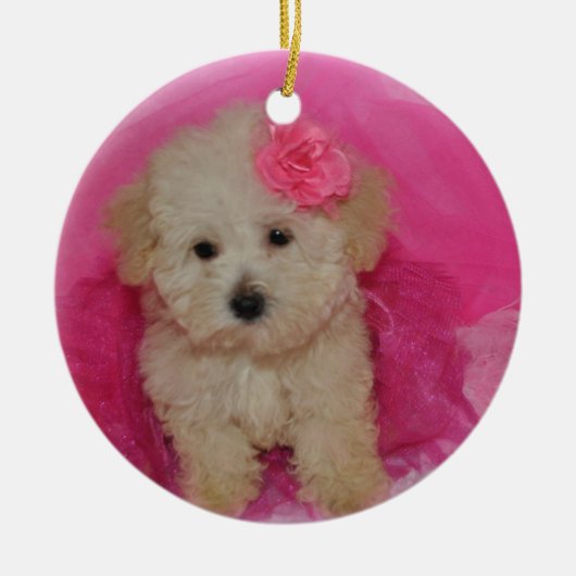 Cute Maltipoo Puppy Keramisch Ornament (Voorkant)