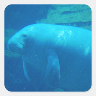 Cute Manatee Vierkante Sticker