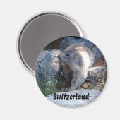 Cute marmot Zwitserland Magneet (Voorkant / Achterkant)