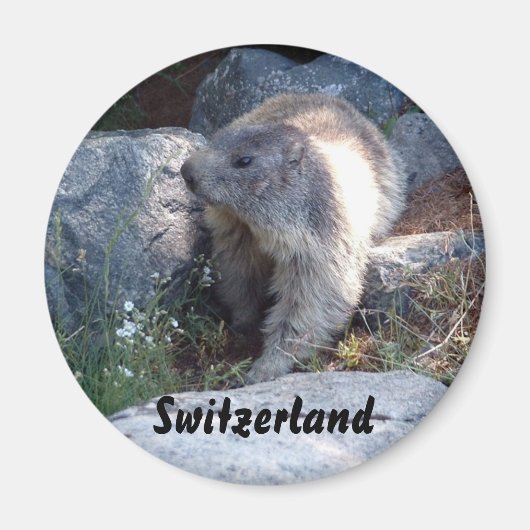 Cute marmot Zwitserland Magneet (Voorkant)