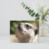 CUTE MEERKAT BRIEFKAART (Staand voorkant)