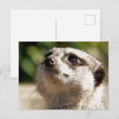 CUTE MEERKAT BRIEFKAART (Voorkant / Achterkant)