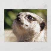 CUTE MEERKAT BRIEFKAART (Voorkant)