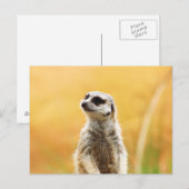 Cute Meerkat Briefkaart (Voorkant / Achterkant)