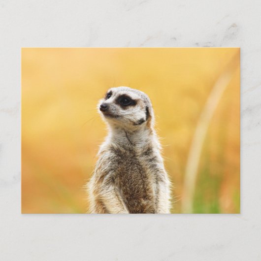 Cute Meerkat Briefkaart (Voorkant)