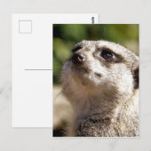 CUTE MEERKAT BRIEFKAART (Voorkant / Achterkant)
