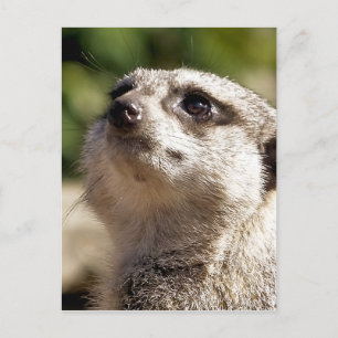 CUTE MEERKAT BRIEFKAART