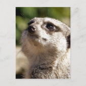 CUTE MEERKAT BRIEFKAART (Voorkant)