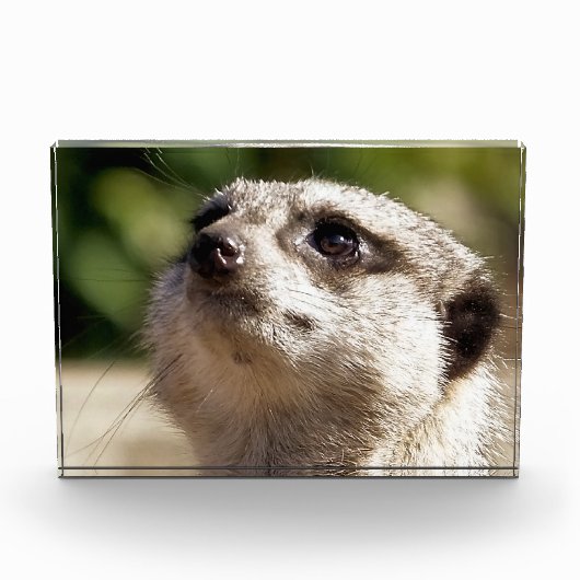 CUTE MEERKAT FOTOBLOKKEN (Voorkant)
