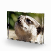 CUTE MEERKAT FOTOBLOKKEN (Rechts)