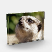 CUTE MEERKAT FOTOBLOKKEN (Links)