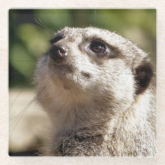 CUTE MEERKAT GLAZEN ONDERZETTER (Voorkant)