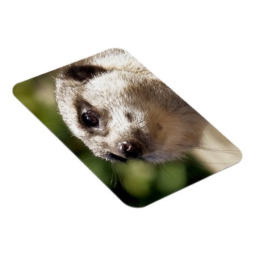 CUTE MEERKAT MAGNEET (Rechterzijde)