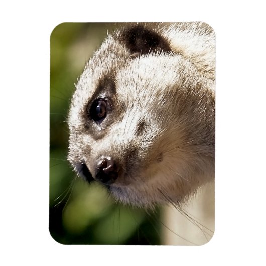 CUTE MEERKAT MAGNEET (Verticaal)
