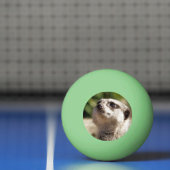 CUTE MEERKAT PINGPONGBAL (Net)