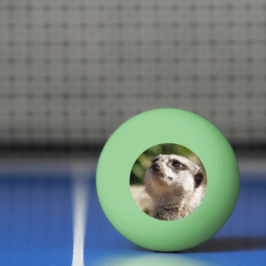CUTE MEERKAT PINGPONGBAL (Net)