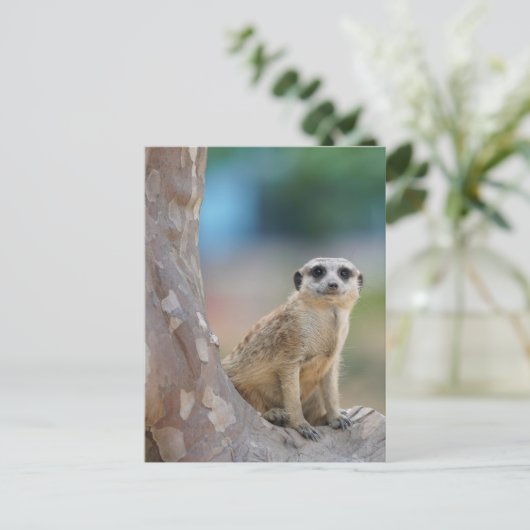 Cute Meerkat Sat on Tree Briefkaart (Staand voorkant)