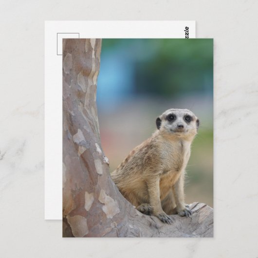 Cute Meerkat Sat on Tree Briefkaart (Voorkant / Achterkant)