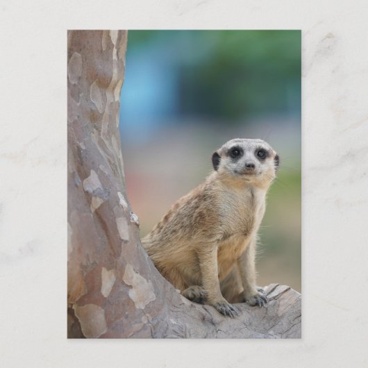 Cute Meerkat Sat on Tree Briefkaart (Voorkant)