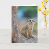 Cute Meerkat Sat on Tree Kaart (Gele Bloem)