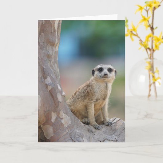 Cute Meerkat Sat on Tree Kaart (Gele Bloem)