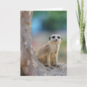 Cute Meerkat Sat on Tree Kaart