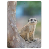 Cute Meerkat Sat on Tree Klembord (Achterkant)