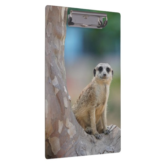 Cute Meerkat Sat on Tree Klembord (Rechts)