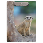 Cute Meerkat Sat on Tree Klembord (Voorkant)